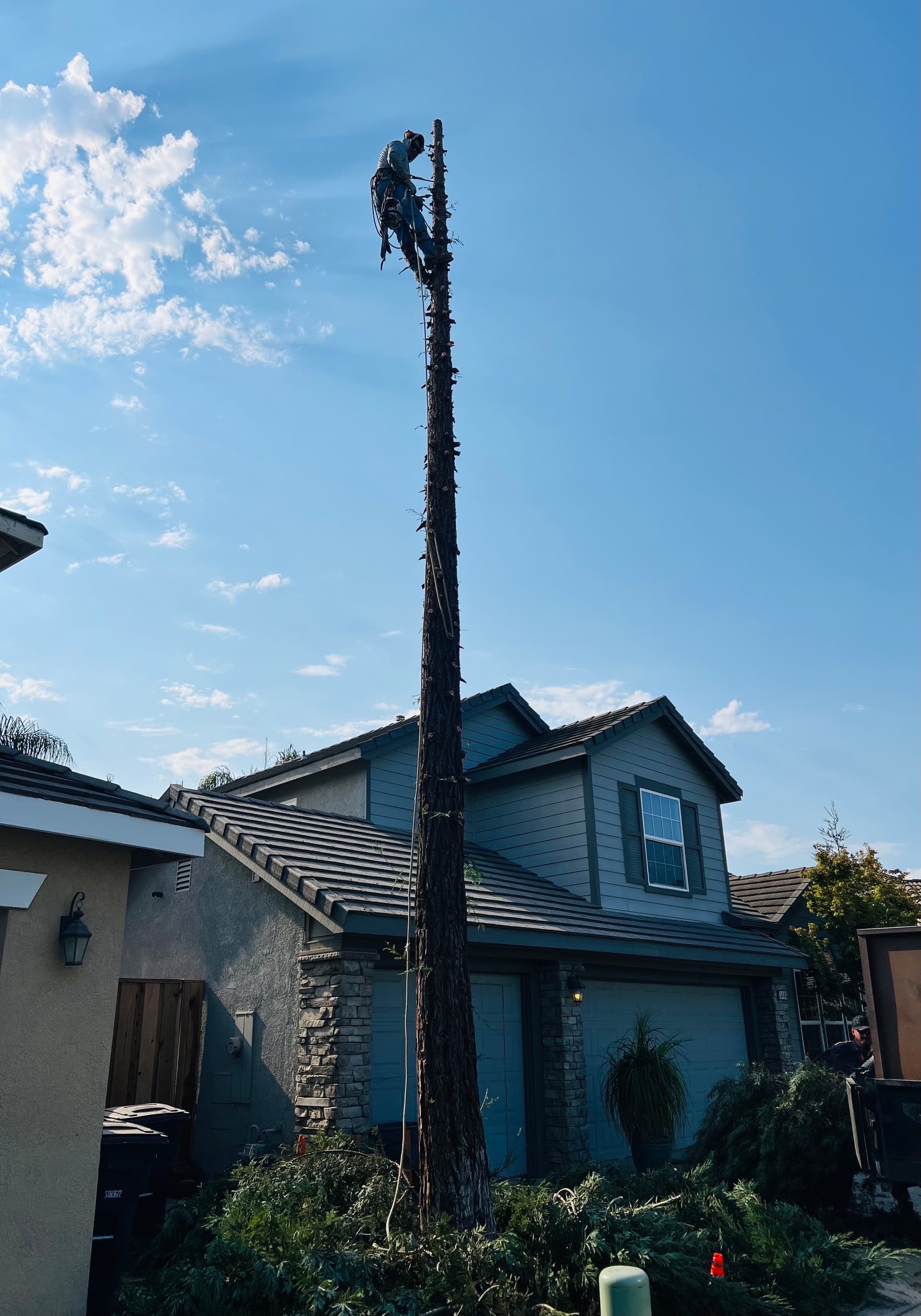 Tree removal crew safely removing a tree