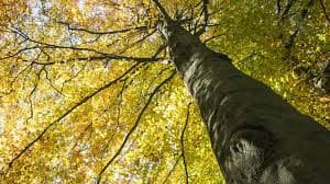 Stump grinding and yard cleanup service