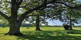 Tree trimming service