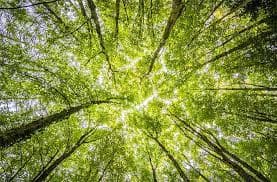Healthy trees in California