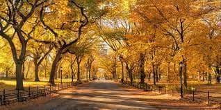 Licensed and insured tree service